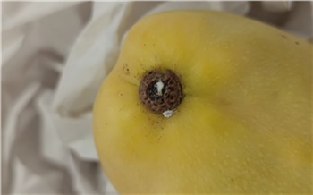 В Красноярск привезли почти 12 тонн зараженных манго из Китая