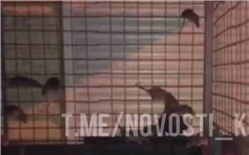 Двор на Карбышева в Красноярске атаковали полчища крыс