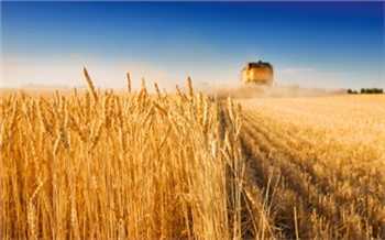 Эксперты прогнозируют снижение урожая зерновых в России из-за заморозков