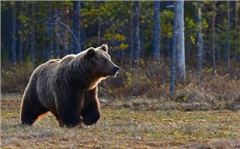 В Енисейском районе собаки прогнали медведя с нефтебазы