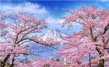 Красноярцы стали чаще летать в Японию полюбоваться цветением сакуры