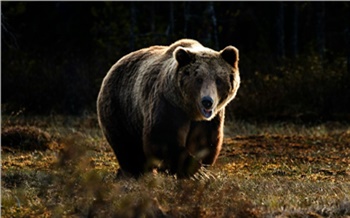 «Мама, я дура»: в Красноярском крае медведь напугал жительницу деревни Алтат
