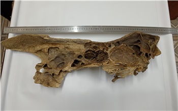 На севере Красноярского края нашли фрагмент черепа шерстистого носорога