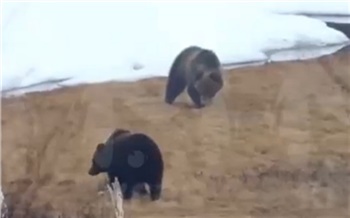 В Красноярском крае медведи держат в страхе жителей Игарки