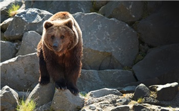 «Подумали, что это овчарка»: в Красноярске медведь вломился на территорию Академии биатлона