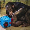 «Рисует картины и читает книжки»: в красноярском «Роевом ручье» отмечает день рождения шимпанзе Анфиса 