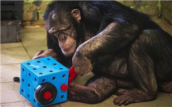 «Рисует картины и читает книжки»: в красноярском «Роевом ручье» отмечает день рождения шимпанзе Анфиса