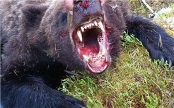 За убитого медведем подростка в «Ергаках»  осудили директора турфирмы