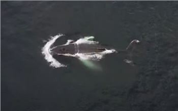 В Арктике спасли запутавшегося в сетях кита Станислава