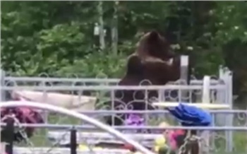 Медведь едва не устроил погром на одном из кладбищ в Иркутской области