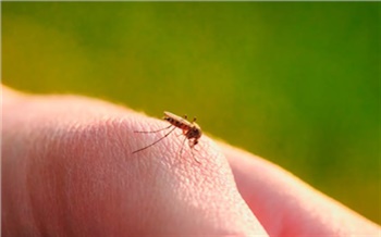 Жители Назарово страдают от нашествия комаров