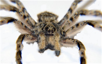 В Красноярском крае зафиксировали нашествие тарантулов