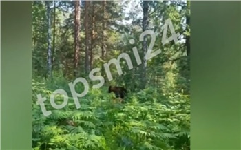 «Ты только маме о нас не рассказывай»: в красноярском лесу турист заснял медвежонка