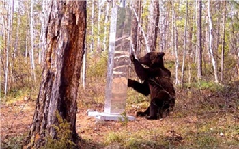 В Красноярском крае медведь подрался со своим отражением в стеле и сломал ее