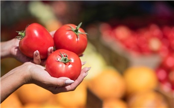 «Вредно для беременных»: красноярцам рассказали, кому нельзя есть помидоры