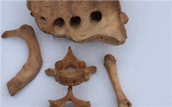 «Древние останки и первые избы»: в центре Красноярска нашли новые артефакты