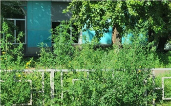 Экс-мэр Красноярска остался недоволен зарослями травы в городе