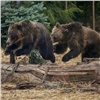 Медведицу с медвежатами застрелили в СНТ на окраине Красноярска (видео)