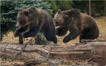 Медведицу с медвежатами застрелили в СНТ на окраине Красноярска