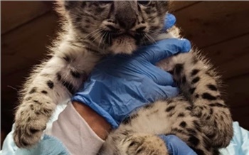 «Уникальное событие для России»: спасенная в красноярском зоопарке самка ирбиса Аксу родила двух котят