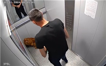 В красноярском Солнечном живодер избил собаку в лифте и скинул кошку из окна