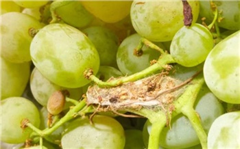 Почти 3 тонны зараженного винограда из Китая привезли в Красноярск
