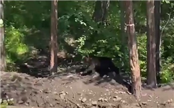 В Красноярске медвежонка заметили на Серебряниковском пруду