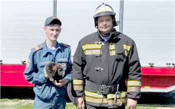 В Минусинске спасателям удалось достать из-под земли провалившегося в трубу щенка