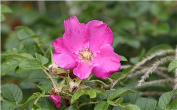 Роспотребнадзор напомнил красноярцам полезные свойства «дикой розы»