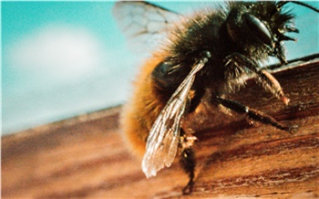 Из-за несвоевременного сообщения об обработке полей пестицидами в Балахте погибли пчелы