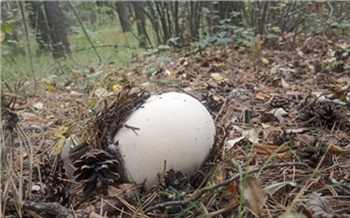 На юге Красноярского края нашли грибы размером с футбольный мяч
