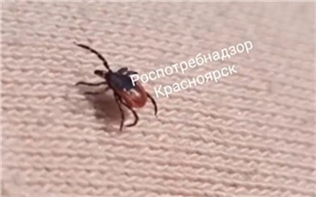 Клещ из Свердловской области добрался в Красноярский край на самолете