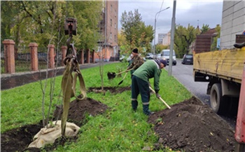 В Красноярске высадили больше 20,5 тыс. новых деревьев