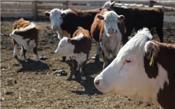 Больше 7 тонн молока в год с одной коровы: животноводы Красноярского края обеспечили рост надоев