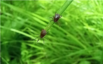 Жителям Красноярского края рассказали, куда сдавать клещей на исследование