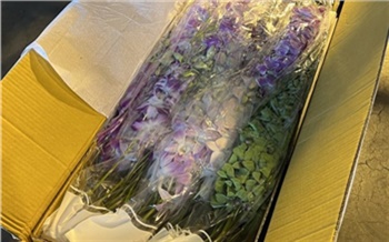 За март в Красноярск самолетами доставили почти 60 тысяч свежих срезов цветов