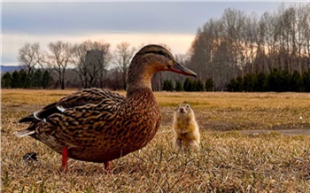 Красноярцев просят угощать свежими овощами сусликов и уток на острове Татышев