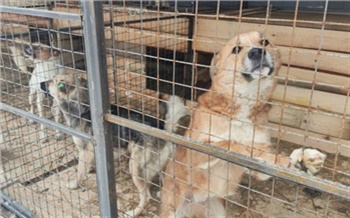 В Красноярске за три месяца стерилизовали более 400 бездомных собак