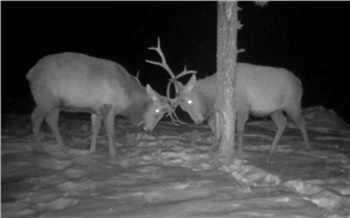 Дуэль самцов маралов записала фотоловушка на юге Красноярского края