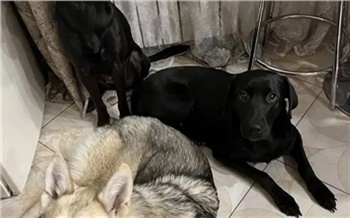 Красноярка пожаловалась на ОПГ из пенсионеров, которая травит ее из-за собак