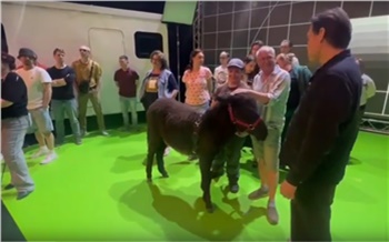 Ослик из красноярского «Роева ручья» вышел на сцену оперного театра