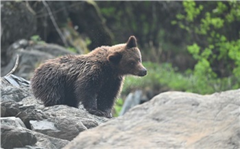 В Саяно-Шушенском заповеднике участники экспедиции столкнулись с медведем