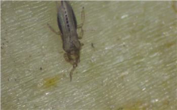 В Красноярском крае выявили опасного вредителя, заражающего овощи и цветы