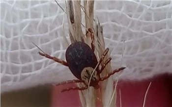 Клещи продолжают нападать на жителей Красноярского края и заражать их опасными инфекциями