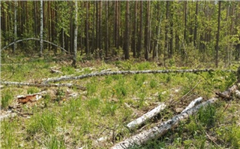 Жителя Красноярского края строго осудили за содействие незаконной вырубке леса на 22,5 млн рублей