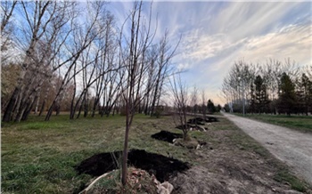 На красноярском Татышеве посадили новые деревья