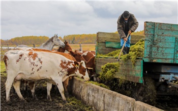 Фермеры в Красноярском крае могут получить грант на развитие
