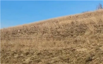 Глава СК Александр Бастрыкин взял под контроль дело растерзанного собаками ребенка в Красноярском крае