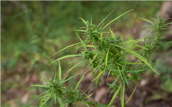 Мэрия рассказала о зачистке Красноярска от наркорастений