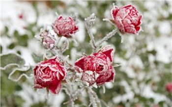 В Красноярск возвращаются заморозки
